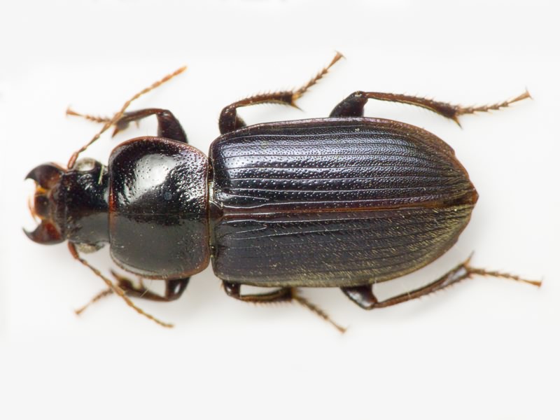 Carabidae Latreille, 1802